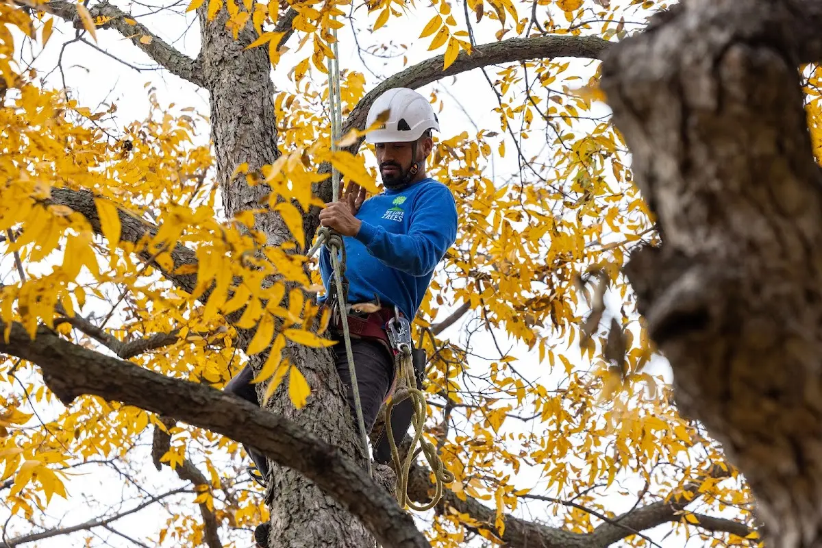 Skilled Tree Trimming crew working in Heavener